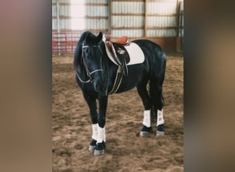Draft Horse, Gelding, 7 years, 15,3 hh, Black