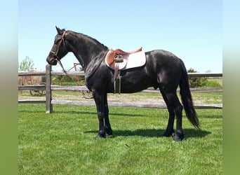 Draft Horse, Gelding, 7 years, 15,3 hh, Black