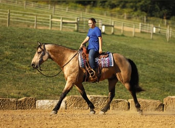 Draft Horse Mix, Gelding, 7 years, 15,3 hh, Buckskin