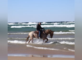 Draft Horse Mix, Gelding, 7 years, 15,3 hh, Roan-Red
