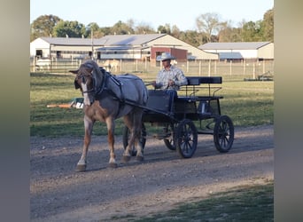 Draft Horse Mix, Gelding, 7 years, 15,3 hh, Roan-Red