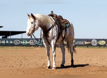 Draft Horse Mix, Gelding, 7 years, 15,3 hh, Sorrel