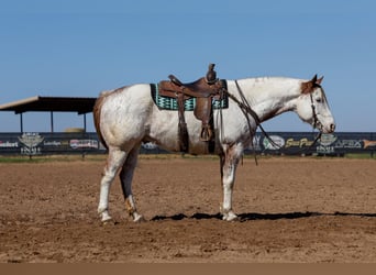 Draft Horse Mix, Gelding, 7 years, 15,3 hh, Sorrel