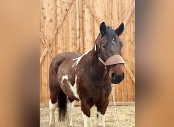 Draft Horse, Gelding, 7 years, 15,3 hh, Tobiano-all-colors