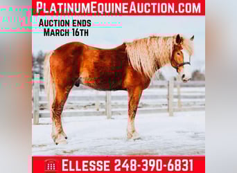 Draft Horse, Gelding, 7 years, 16.1 hh, Chestnut