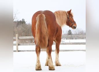 Draft Horse, Gelding, 7 years, 16.1 hh, Chestnut