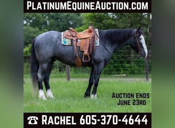 Draft Horse, Gelding, 7 years, 16,1 hh, Roan-Blue