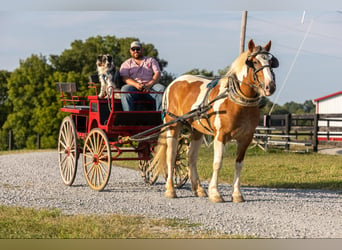 Draft Horse, Gelding, 7 years, 16,1 hh, Tobiano-all-colors