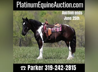 Draft Horse, Gelding, 7 years, 16,1 hh, Tobiano-all-colors