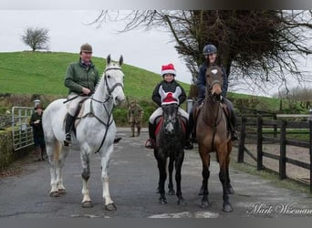 Draft Horse, Gelding, 7 years, 16,2 hh, Gray