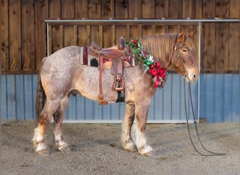 Draft Horse Mix, Gelding, 7 years, 16.2 hh, Roan-Red