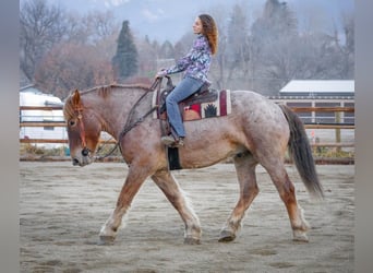 Draft Horse Mix, Gelding, 7 years, 16.2 hh, Roan-Red