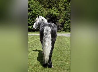 Draft Horse, Gelding, 7 years, 16.3 hh, Gray-Dapple