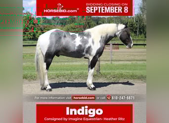 Draft Horse Mix, Gelding, 7 years, 16.3 hh, Pinto