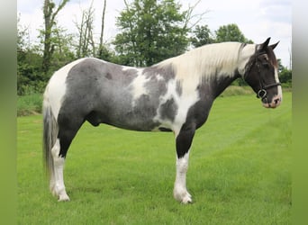 Draft Horse Mix, Gelding, 7 years, 16.3 hh, Pinto