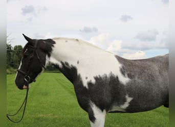 Draft Horse Mix, Gelding, 7 years, 16.3 hh, Pinto
