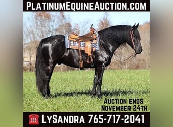 Draft Horse, Gelding, 7 years, 16 hh, Black