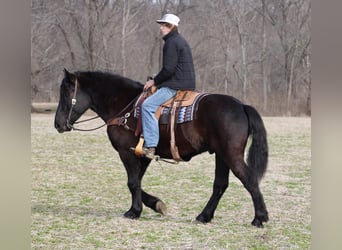 Draft Horse, Gelding, 7 years, 16 hh, Black