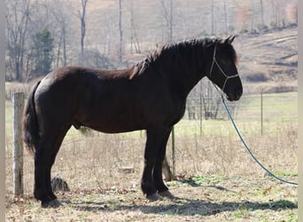 Draft Horse, Gelding, 7 years, 16 hh, Black