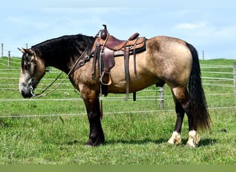 Draft Horse Mix, Gelding, 7 years, 16 hh, Buckskin