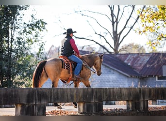 Draft Horse, Gelding, 7 years, 16 hh, Buckskin