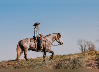 Draft Horse, Gelding, 7 years, 16 hh, Gray-Dapple