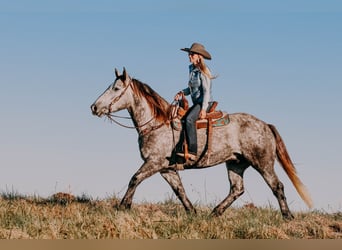 Draft Horse, Gelding, 7 years, 16 hh, Gray-Dapple