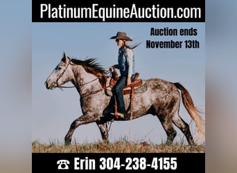 Draft Horse, Gelding, 7 years, 16 hh, Gray-Dapple