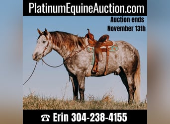 Draft Horse, Gelding, 7 years, 16 hh, Gray-Dapple