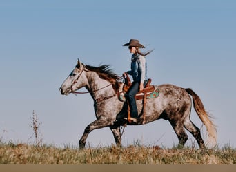 Draft Horse, Gelding, 7 years, 16 hh, Gray-Dapple