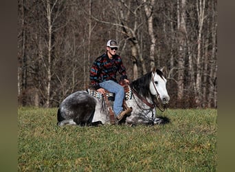Draft Horse, Gelding, 7 years, 16 hh, Gray-Dapple