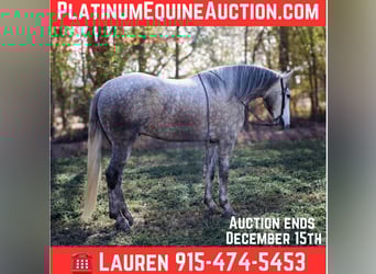 Draft Horse, Gelding, 7 years, 16 hh, Grey