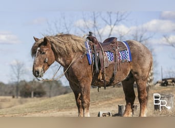 Draft Horse, Gelding, 7 years, 16 hh, Roan-Red