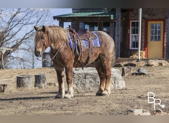 Draft Horse, Gelding, 7 years, 16 hh, Roan-Red