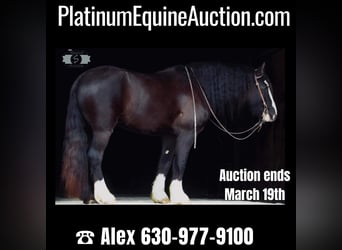 Draft Horse, Gelding, 7 years, 16 hh, Tobiano-all-colors