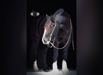 Draft Horse, Gelding, 7 years, 16 hh, Tobiano-all-colors