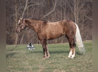 Draft Horse Mix, Gelding, 7 years, 16 hh