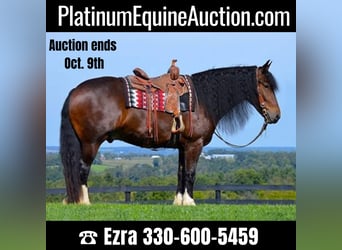 Draft Horse, Gelding, 7 years, 16,1 hh, Bay