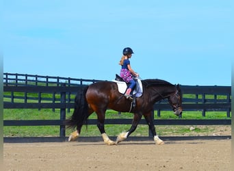 Draft Horse, Gelding, 7 years, 16,1 hh, Bay