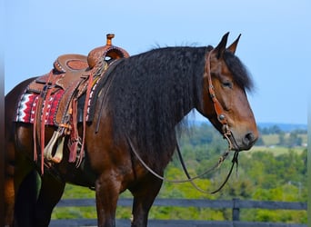 Draft Horse, Gelding, 7 years, 16,1 hh, Bay