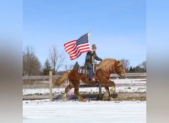 Draft Horse, Gelding, 7 years, 16,1 hh, Chestnut