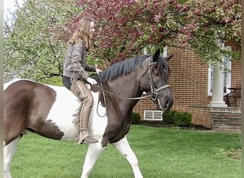 Draft Horse Mix, Gelding, 7 years, 16,1 hh