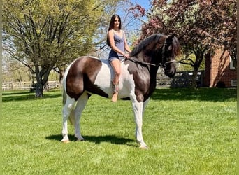 Draft Horse Mix, Gelding, 7 years, 16,1 hh