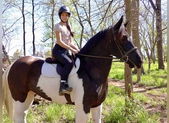 Draft Horse Mix, Gelding, 7 years, 16,1 hh