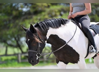 Draft Horse Mix, Gelding, 7 years, 16,1 hh