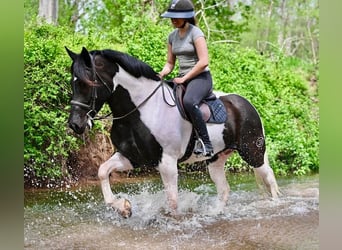 Draft Horse Mix, Gelding, 7 years, 16,1 hh