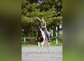 Draft Horse Mix, Gelding, 7 years, 16,1 hh