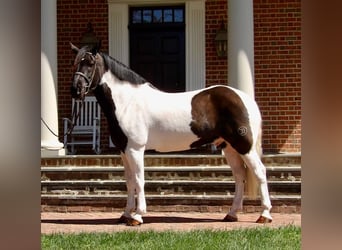 Draft Horse Mix, Gelding, 7 years, 16,1 hh