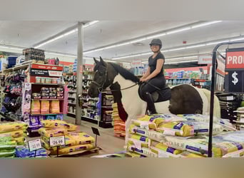Draft Horse Mix, Gelding, 7 years, 16,1 hh