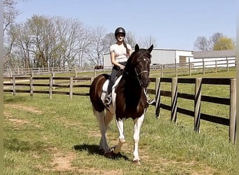Draft Horse Mix, Gelding, 7 years, 16,1 hh